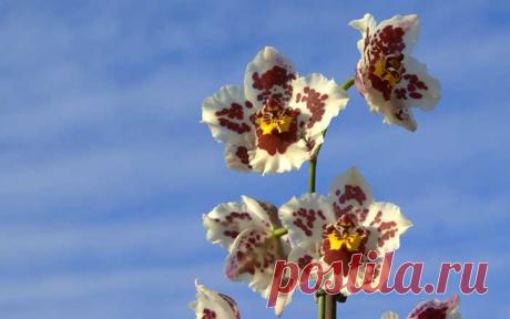 Камбрия - неприхотливая и очень красивая орхидея | Блог ZooFitoSfera о растениях, животных и интересном