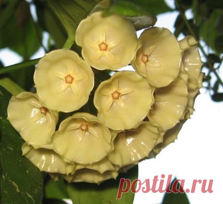 ВЕЛИКОЛЕПНАЯ ТРОПИЧЕСКАЯ ХОЙЯ | Самоцветик