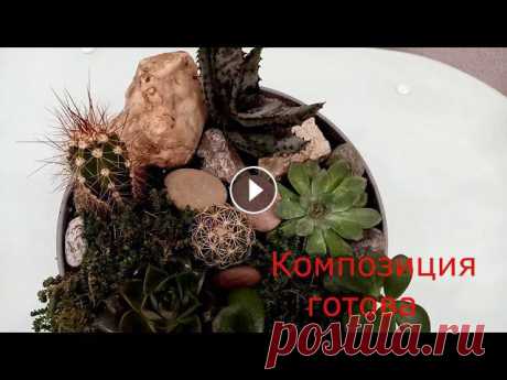 Композиция из суккулентов и кактусов #суккуленты #кактусы #композиция Привет мои дорогие подписчики и гости моего канала.Хочу поделится с вами как сделать композицию из кактусов и суккулентов - оригинально смотрится и по...