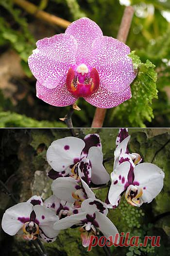 Фаленопсис - Phalaenopsis, уход, полив, размножение, проблемы, особенности, почва, личный опыт ухода за растением Фаленопсис - Phalaenopsis | happyflora.ru