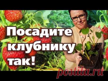 СУПЕР СПОСОБ ПОСАДКИ КЛУБНИКИ. ОТ УРОЖАЯ НЕ БУДЕТ ОТБОЯ