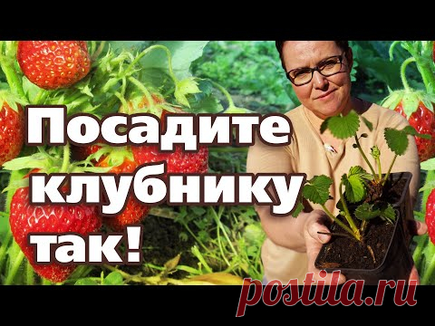 СУПЕР СПОСОБ ПОСАДКИ КЛУБНИКИ. ОТ УРОЖАЯ НЕ БУДЕТ ОТБОЯ
