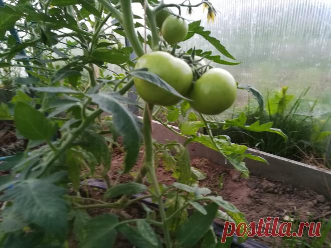 Посмотрите, когда нужно удалять листья у томатов. Помидоров нарастает много и они большие | На даче с Ростиславом Малявко | Яндекс Дзен