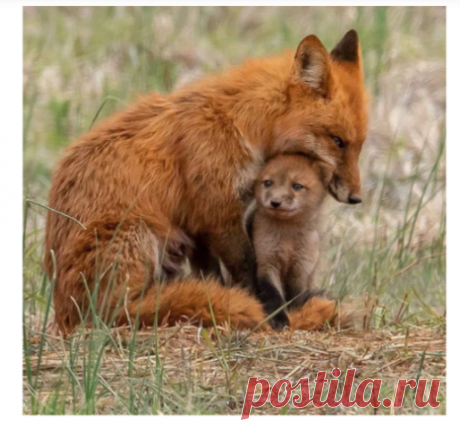МАЛЕНЬКИЙ МОЙ...!
***