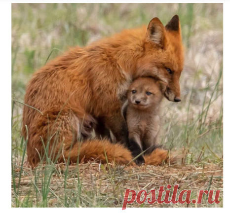 МАЛЕНЬКИЙ МОЙ...!
***