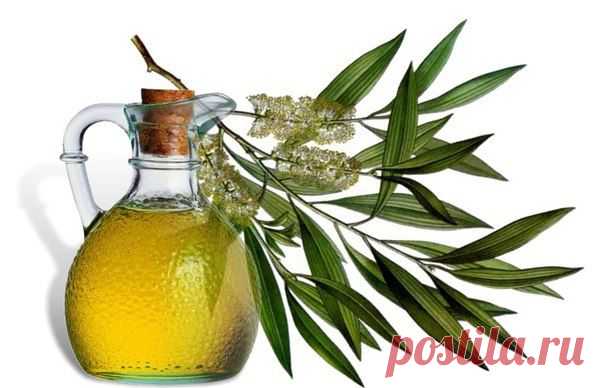 ЭФИРНЫЕ МАСЛА: ЧАЙНОЕ ДЕРЕВО