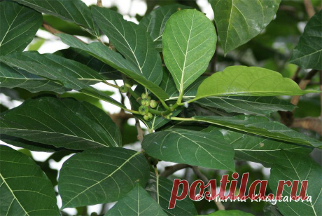 Ficus-septica-4.jpg (900×603)
