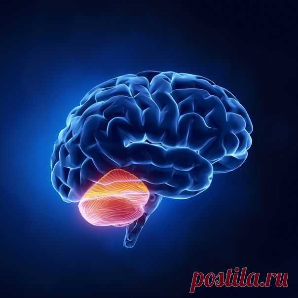 Мозжечок сделал нас умными | Human psychology