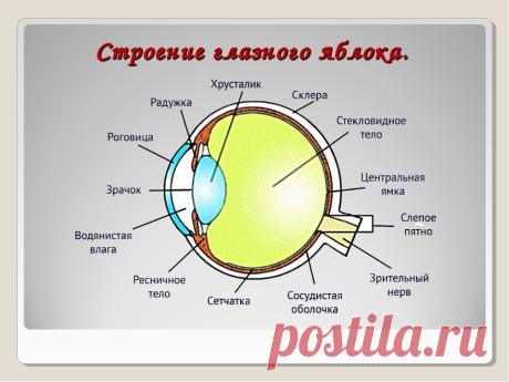 ЗРЕНИЕ ВОЗВРАЩАЕТСЯ БЕЗ ОПЕРАЦИИ

0,5 кг свежих листьев алоэ (снятых так, чтобы не повредить ствол растения) заворачивают в плотную черную бумагу или фольгу, чтобы свет не проникал внутрь.

Ни мыть, ни резать листья не надо. Этот сверток поместить в холодильник и держать 2 недели при температуре 3—5 градусов. Затем алоэ вынуть, срезать бритвой колючки, промыть и быстро пропустить через мясорубку. Полученную кашицу смешать с 0,5 кг хорошего меда (если мед твердый, его нужно...