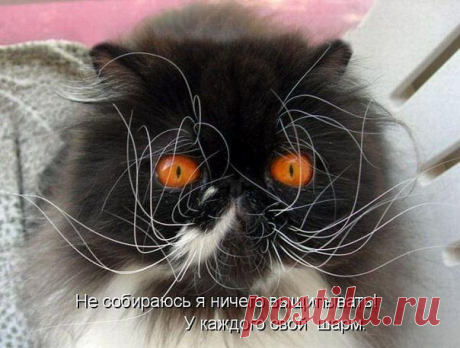 ˙˙·٠•● ☆ Official Public Page Кот экзот Sancho☆