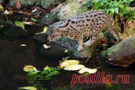Кошка рыболов или крапчатая кошка – хищник из рода восточные кошки. Описание вида, фото и видео.