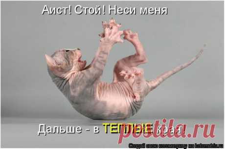 Забавные котоматрицы.