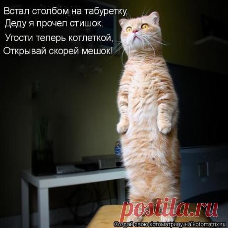 Лучшие котоматрицы прошедшей недели / Питомцы