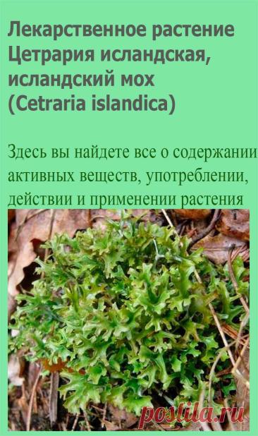 Лекарственное растение Цетрария исландская, исландский мох (Cetraria islandica). Нецветущее, медленно растущее, подушкообразное растение в несколько сантиметров высотой. Растение неправильно древовидно разветвленное, жесткое, серо-зеленое, чешуйчатое, с коричневатыми бокаловидными органами размножения.