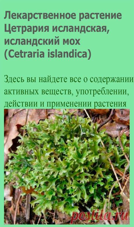 Лекарственное растение Цетрария исландская, исландский мох (Cetraria islandica). Нецветущее, медленно растущее, подушкообразное растение в несколько сантиметров высотой. Растение неправильно древовидно разветвленное, жесткое, серо-зеленое, чешуйчатое, с коричневатыми бокаловидными органами размножения.