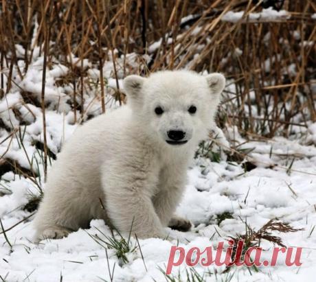 Новые фотографии милые медвежата.