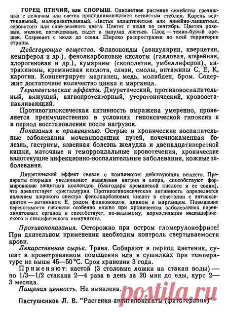 Горец птичий или спорыш