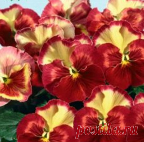 Виола рогатая Виола Виттрока Акварель Гелато
