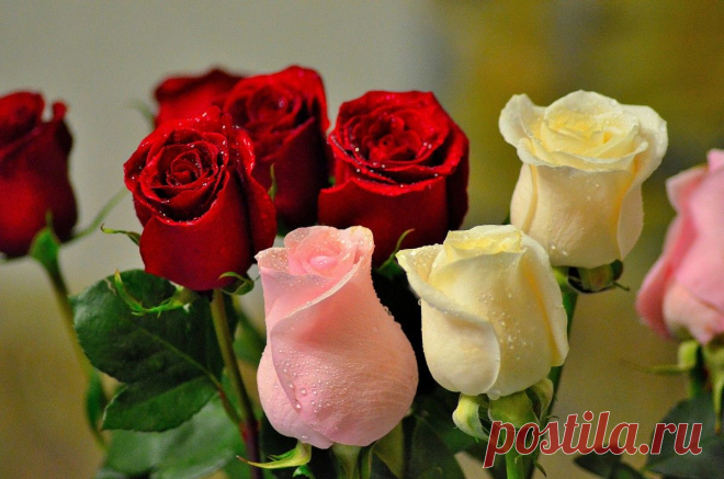 Плейкаст «ВСЕ ЦВЕТЫ СЕГОДНЯ ДЛЯ ТЕБЯ!»