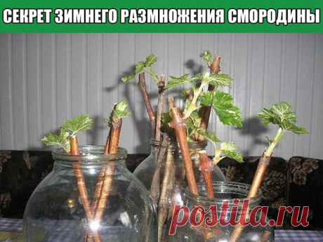 САЖЕНЦЫ С ПОДОКОННИКА ИЛИ СЕКРЕТ ЗИМНЕГО РАЗМНОЖЕНИЯ СМОРОДИНЫ

Смородина – очень ценная ягода, содержащая большое количество витамина С. Она не очень прихотлива в уходе, легко размножается. Именно за это, а также за ее вкусовые качества она полюбилась многими садоводами.

Зимнее размножение черенками

Общие рекомендации для укоренения смородины
Размножить черенками смородину несложно. Черенки можно укоренять практически всю зиму. Так что это занятие особенно подойдет тем,...