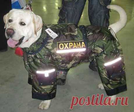 НЮАНс - одежда для собак