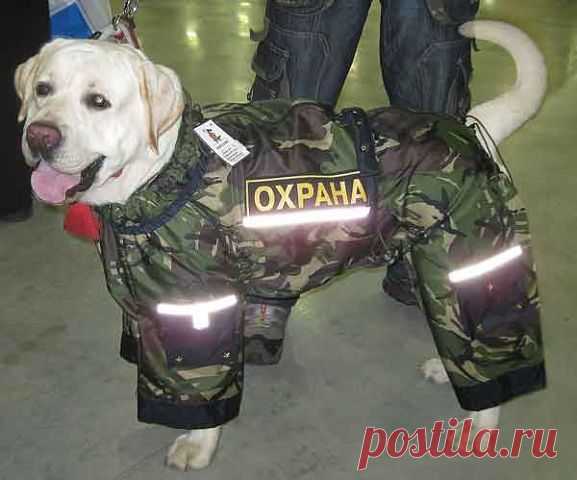 НЮАНс - одежда для собак