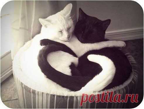 Запомни, что в мире есть миллионы женщин, которые гораздо красивее, умнее, интереснее, чем ты, но все это не имеет никакого значения, если ты дотронулась до его сердца.

Джон Фаулз "Дэниел Мартин"