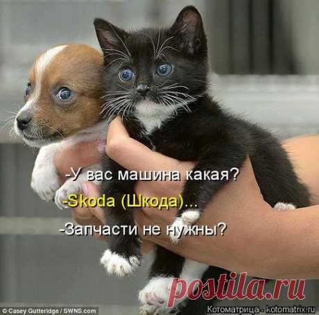живые зап. части  -даром...