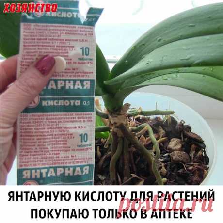 Публикация Хозяйство Газета в Instagram • Апр 29 2017 в 6:01 UTC 452 отметок «Нравится», 11 комментариев — Хозяйство Газета (@hozyaistvo_gazeta) в Instagram: «Письмо от читательницы: Я много читала о том, что янтарная кислота способна творить чудеса с…»
