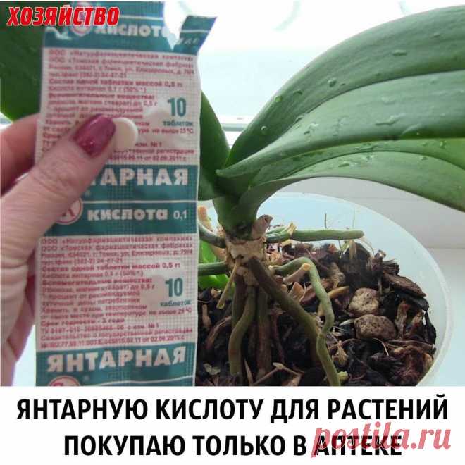 Публикация Хозяйство Газета в Instagram • Апр 29 2017 в 6:01 UTC 452 отметок «Нравится», 11 комментариев — Хозяйство Газета (@hozyaistvo_gazeta) в Instagram: «Письмо от читательницы: Я много читала о том, что янтарная кислота способна творить чудеса с…»