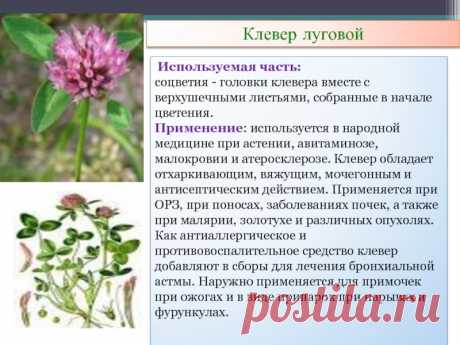 Клевер луговой