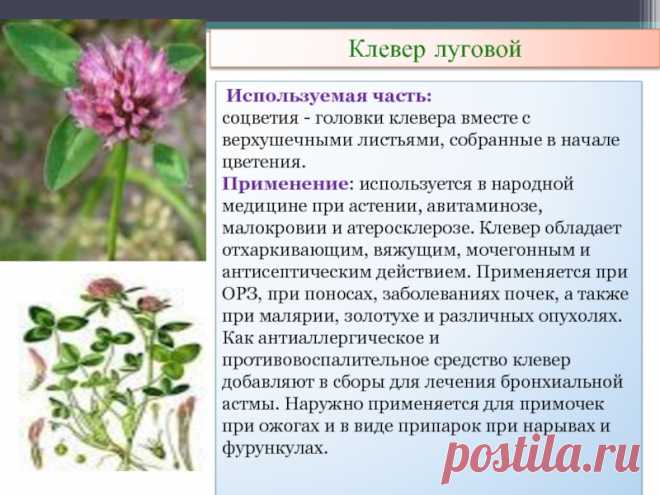 Клевер луговой