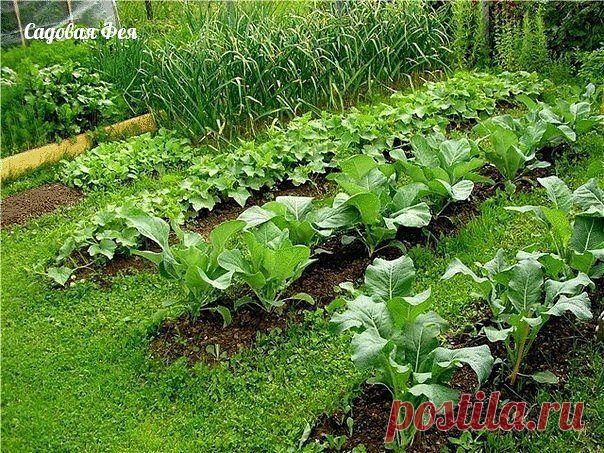 севооборот