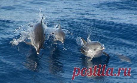 В городке Лагуна на юге Бразилии дельфины часто помогают местным рыбакам. Группа дельфинов гонит косяк рыбы к берегу, в это время рыболовы стоят на мелководье. Затем один из дельфинов в нужный момент переворачивается, что служит знаком