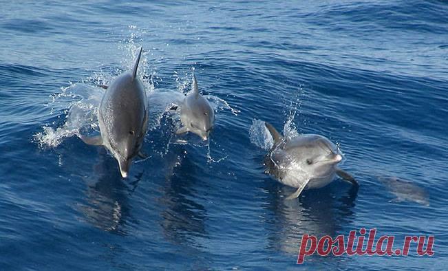 В городке Лагуна на юге Бразилии дельфины часто помогают местным рыбакам. Группа дельфинов гонит косяк рыбы к берегу, в это время рыболовы стоят на мелководье. Затем один из дельфинов в нужный момент переворачивается, что служит знаком