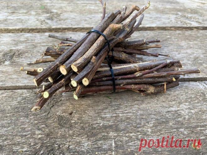 🌱 ✔Для укрепления иммунитета хороши ветки смородины