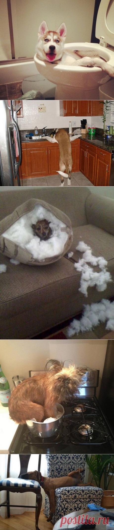 Когда хозяева уходят из дома | ПолонСил.ру - социальная сеть здоровья