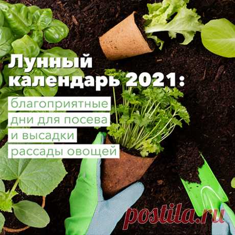 15 ошибок при выращивании рассады, которые мы допускаем чаще всего | Рассада (Огород.ru)
