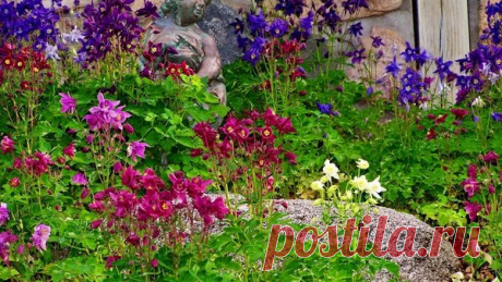 Морозостойкий многолетник, который сделает любую клумбу красивее | Секреты сада. Дача, цветы | Яндекс Дзен