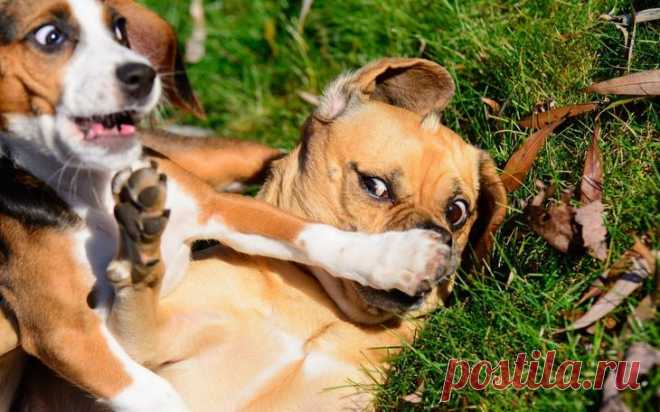 Когда улыбка до хвоста: финалисты фотоконкурса Comedy Pet Photography Awards Эта премия существует уже довольно давно и становится все более популярной. Поэтому в этом году организаторы устроили еще и соревнование смешных фотографий домашних животных — Comedy Pet Photography A...