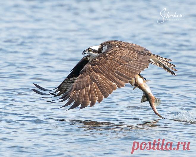 Osprey Gets a Fish Photographed in Palm Harbor, Florida