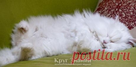Мастит у кошки - признаки, симптомы, лечение и профилактика