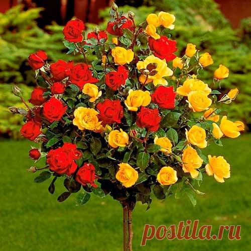 Мастер-классы | Домохозяйка - Part 5