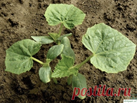 Полезная подкормка для огурцов, чтобы урожай получился большим! Данным рецептом поделилась со мной свекровь, у них уже несколько лет подряд большие урожаи!Ингредиенты:• 0,5 л – шелухи от лука;• 2 л – вода.Процесс приготовления и использования:• Заливаем шелуху водой и варим около 10 минут.• Даем жидкости остыть.• Доливаем к получившейся смеси воды...