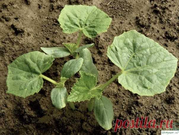 Полезная подкормка для огурцов, чтобы урожай получился большим! Данным рецептом поделилась со мной свекровь, у них уже несколько лет подряд большие урожаи!Ингредиенты:• 0,5 л – шелухи от лука;• 2 л – вода.Процесс приготовления и использования:• Заливаем шелуху водой и варим около 10 минут.• Даем жидкости остыть.• Доливаем к получившейся смеси воды...