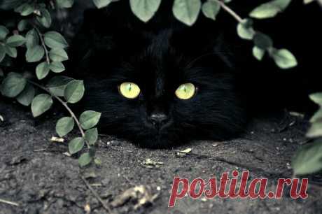 Про кота Васю | Уши, лапы, хвост