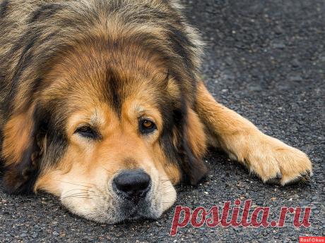 : релакс. Фотограф путешественник Настоящий Полковник. Фото животных - Фото и фотограф на Расфокусе.