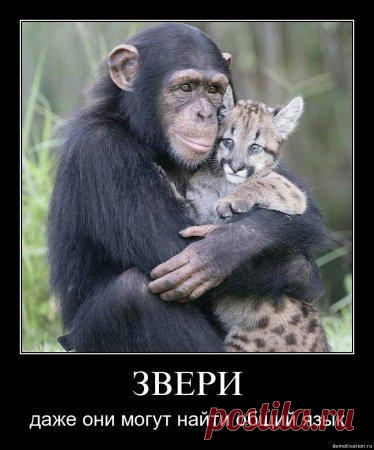 Даже звери могут найти общий язык. Афоризмы в картинках..