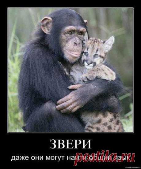 Даже звери могут найти общий язык. Афоризмы в картинках..