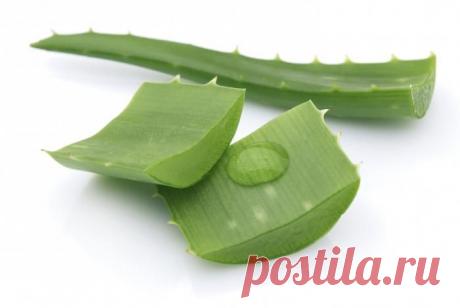 Рецепт &quot;Алоэ, мед, кагор&quot; от пневмонии, для иммунитета